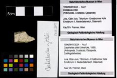 Foto (Objekt + Etiketten) von Galatheites zitteli (Moericke, 1889) 